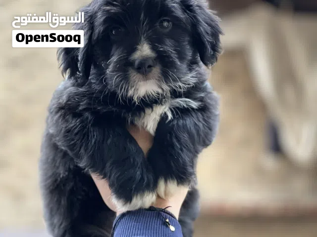 لابرادور بيور لونج هير لون مميز