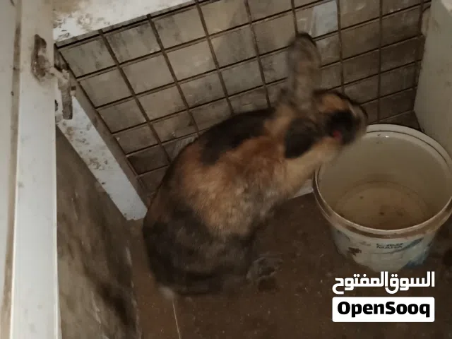 جوز ارانب هجين كلفوني عمر 9 اشهر وذكر ركس زي نار عمر 9 اشهر