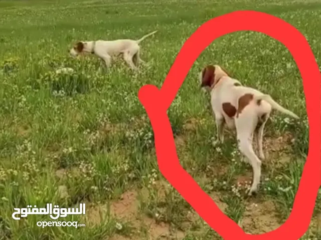 كلب للصيد Pointer English