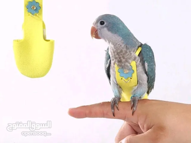 اكسوارت كوكتيل روز جرين شيك