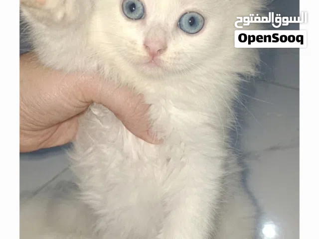 قطط شيرازي للبيع