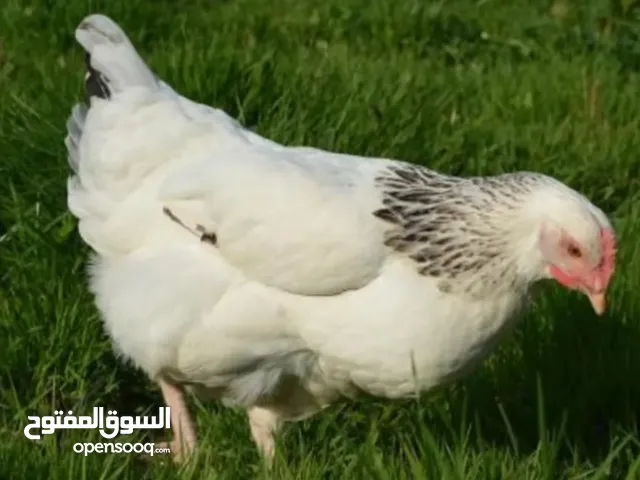 دجاج السوسيكس الفرنسي