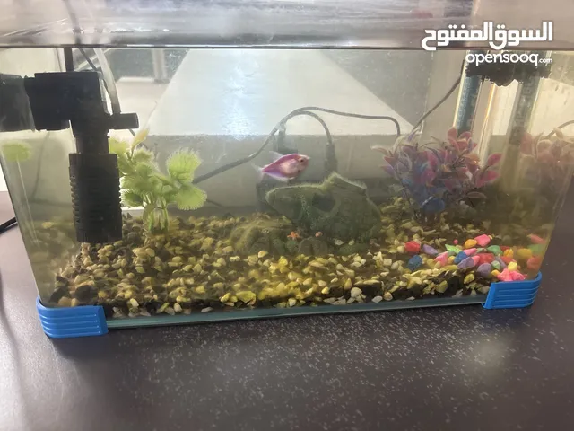 حوض اسماك للبيع زجاجي حجم متوسط مع اضاءة و حصى