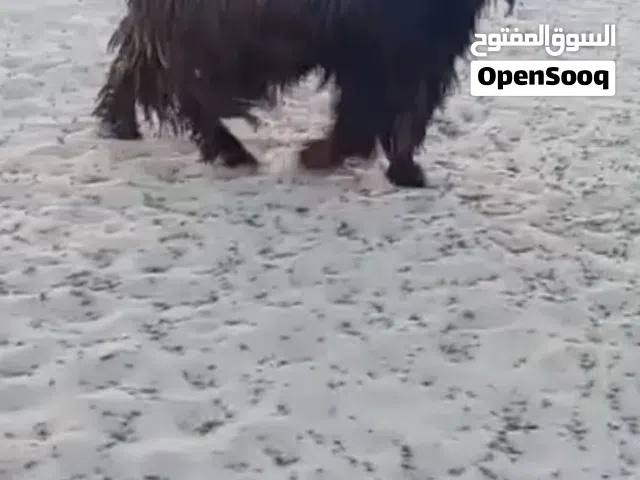 تيس للبيع