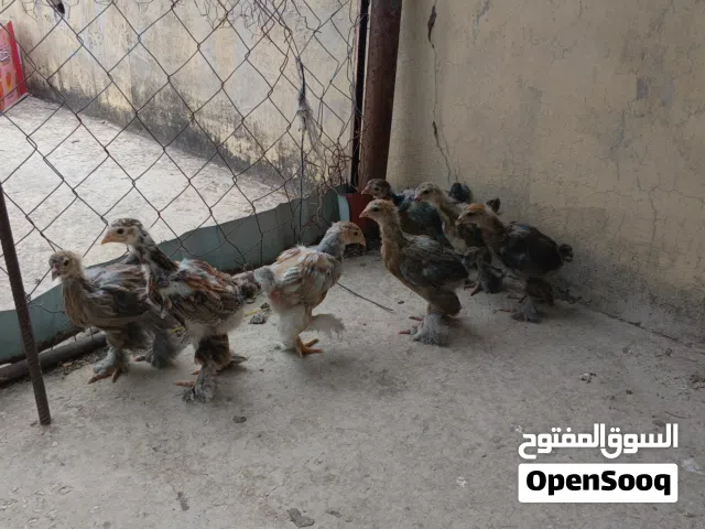 يوجد جميع انواع الصيصان البراهمي والبلدي وجميع الاعمار