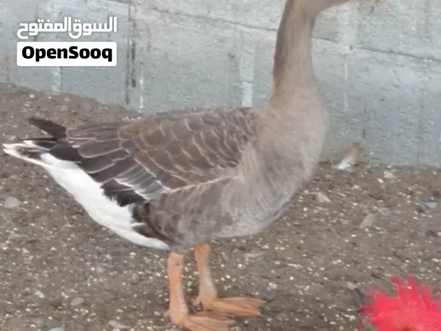 أنثى وز للبيع