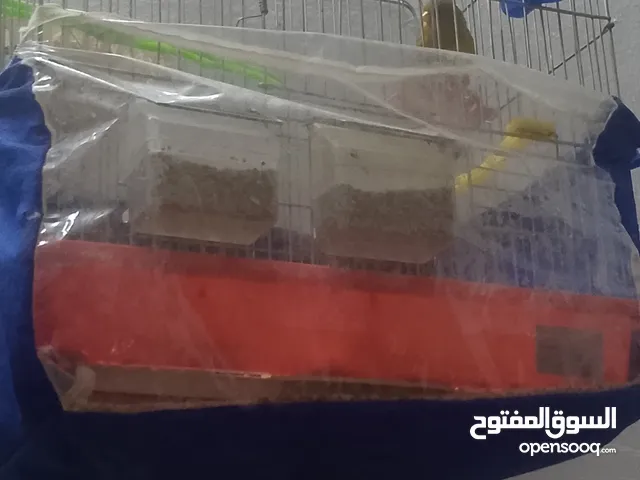 جوز بالصلاه ع النبي