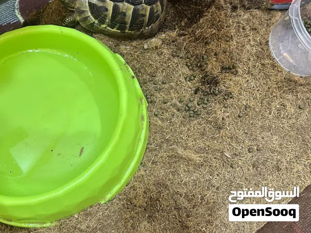 سلحفاة برية للبيع
