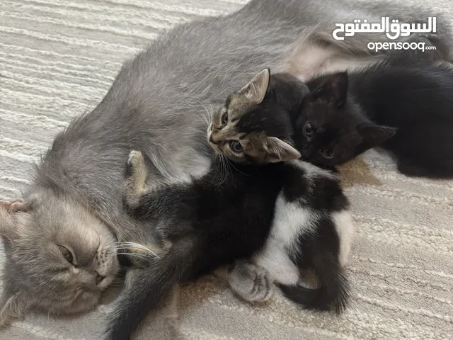 قطه سكوتش ستريت مع 4 كتنز مكس