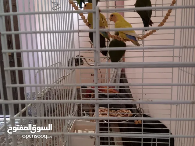 للبيع طيور روز