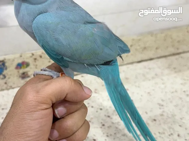 ببغاء الدره