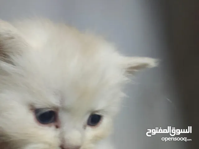 قطط بيرشن هاف بيكى