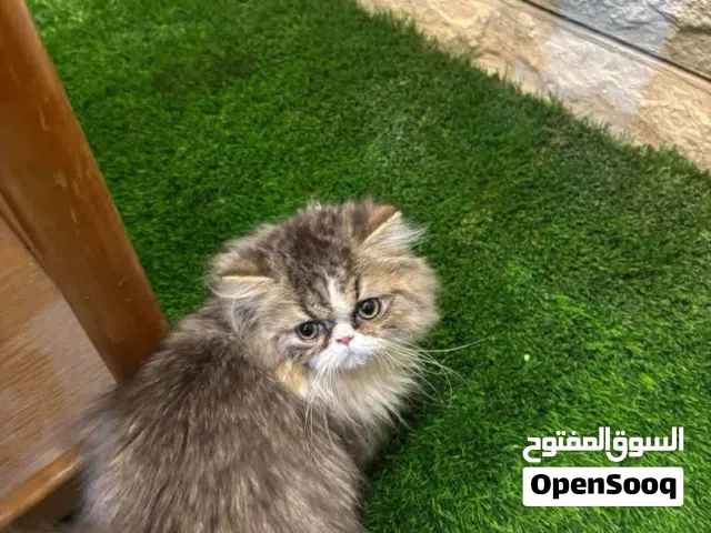 شانشيلا بيكي فيس لون مميز مع كامل طعوماته هادي ومحب للماء سهل في الاستحمام مدينة طولكرم او رام الله