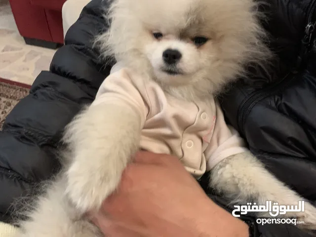 كلب للبيع في عمان الجاردنز
