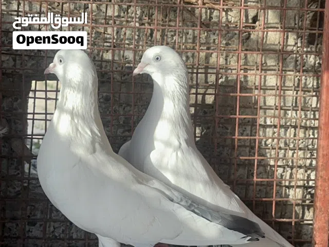 للبيع زوج كال دمبا مع محاكر و قفص