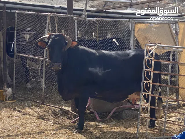 ابقار محليه للبيع لحم فوووول