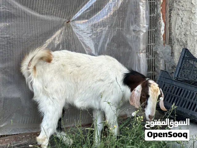 صخل قطري عمر سنة للبيع