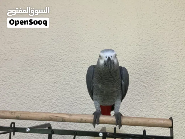 طير كاسكو أليف و متكلم الحجم سوبر جامبو الطير انتاج دولة الإمارات و جنسه ذكر