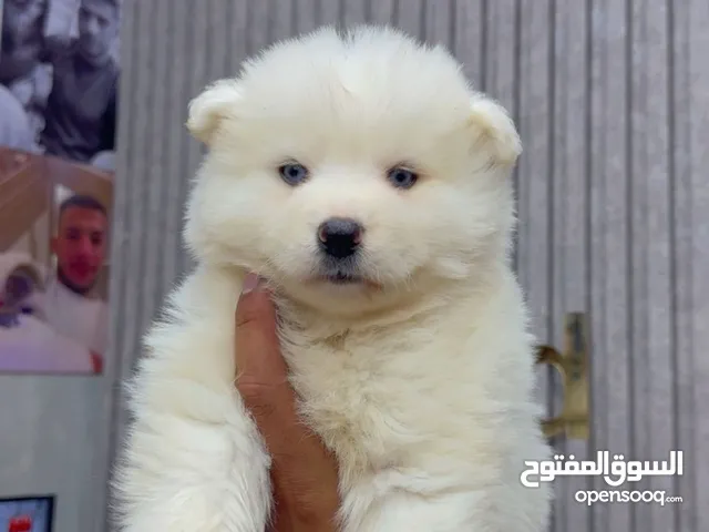 كلب ساموايد