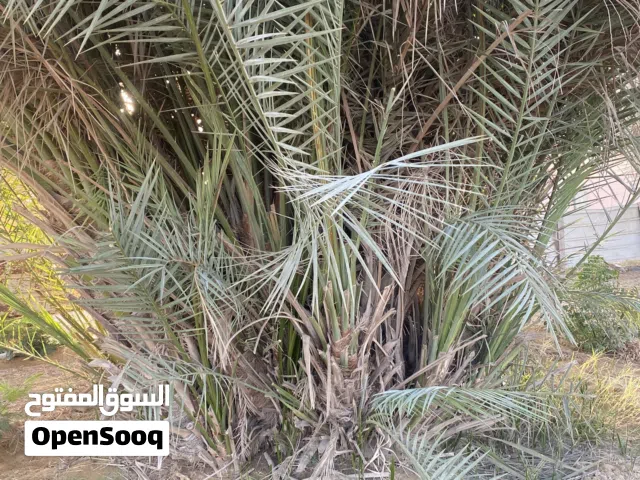 للبيع أشجار النخيل