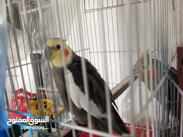 جوز ببغاء كوكتيل