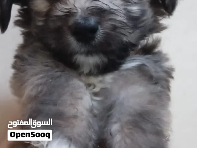Maltese puppy for sale