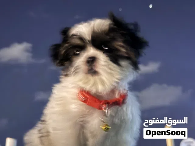 كلبة انثى شيتزو للبيع مدربة بالكامل ومتعلمة على الليتر بوكس عمرها 8 اشهر فقط