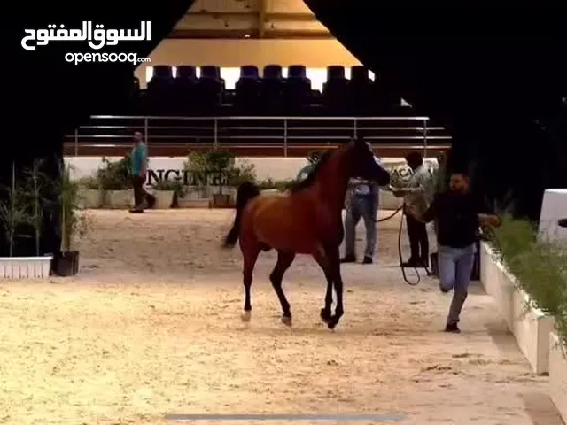 فحل جمال سوبر استار