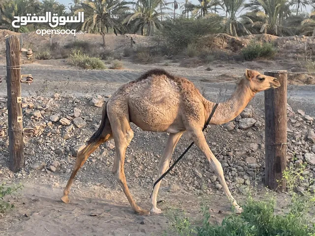 حاشي للبيع عمر 6 أشهر