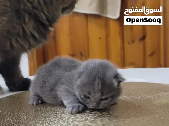 قطط شيرازي صغيره للبيع