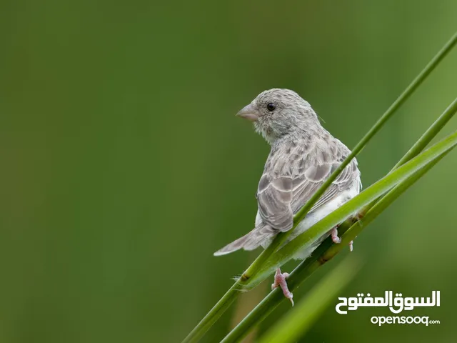 اقرأ الوصف