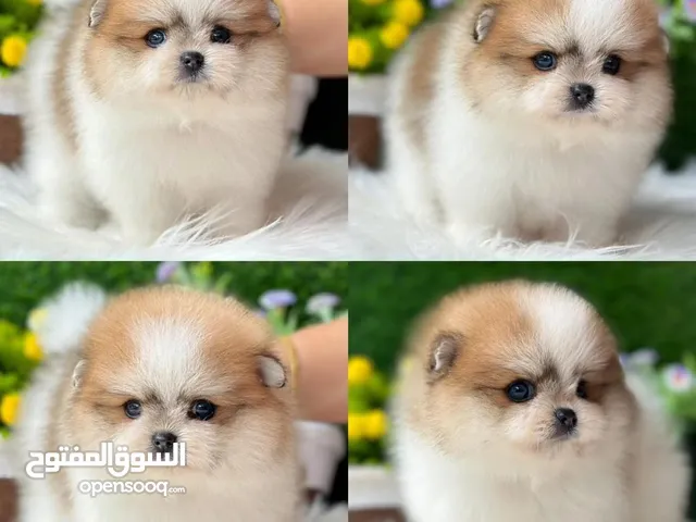 Gorgeous white Teacup Pomeranian Puppies