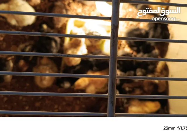 صوص بلدي للبيع