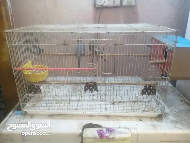 كوكتيل نثيه و فحل البيع
