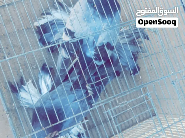 حمام شقلاب اسباني