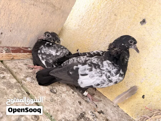 افراخ تور زوجين ستوهن يلكطن