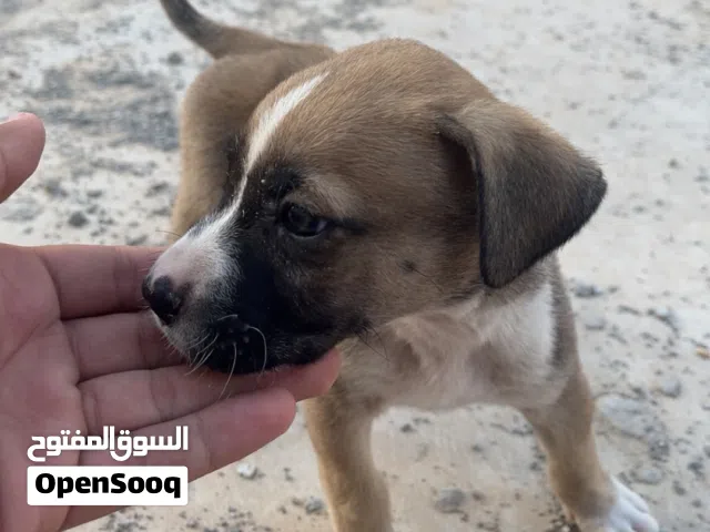 انتايه بيتبول أمريكيه العمر 30 يوم