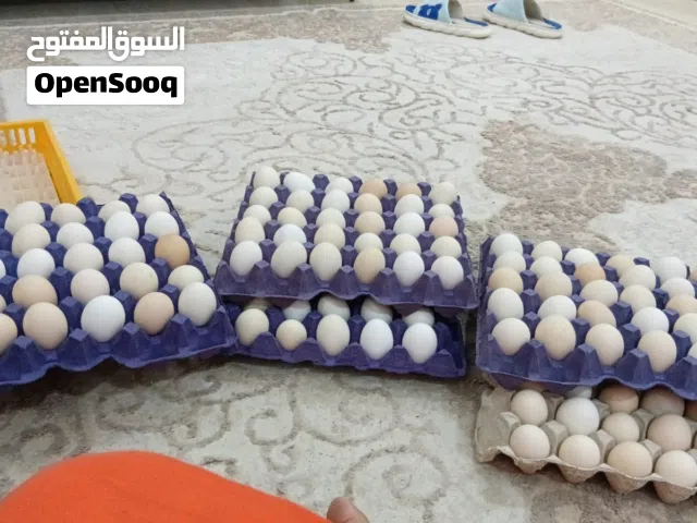 بيض مخصب للتفقيس او الاكل
