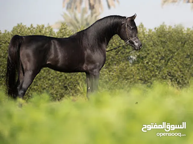 مهر عربي أصيل نسب رائع مشروع طلوقه