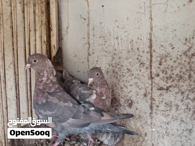 جوز حمام قطيفي