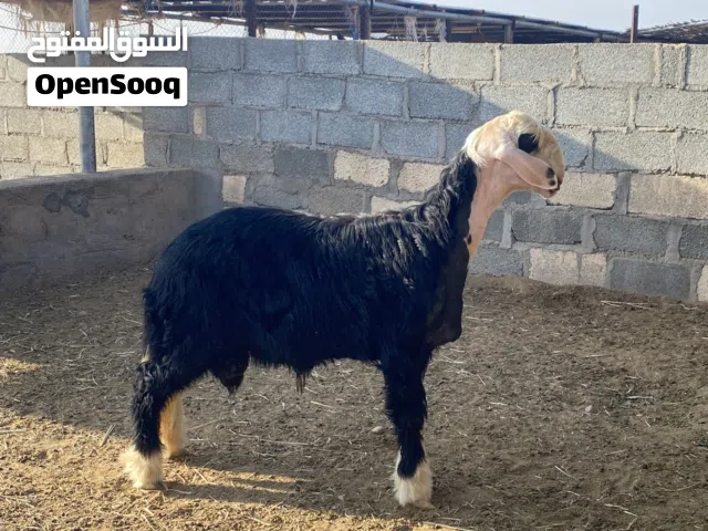 للبيع حلال نجدي صنف