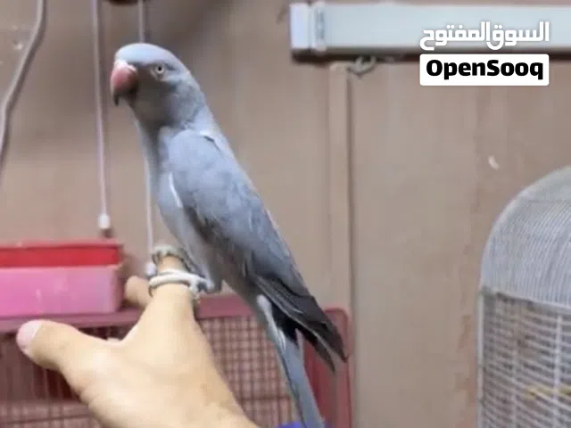 للبيع متوه نثيه لون رصاصي اليفه