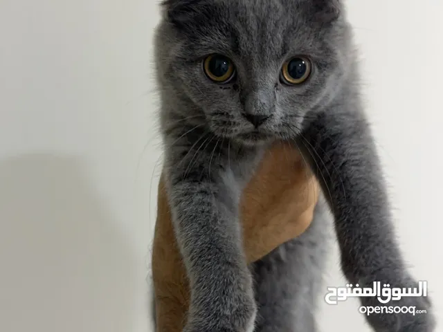 Scottish fold pure