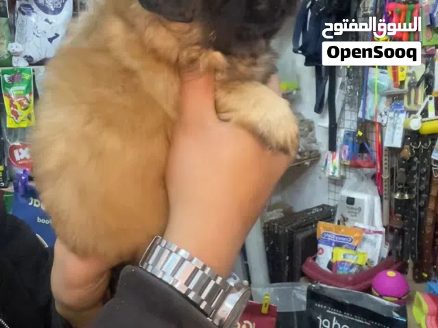 اجمل و احلي و اشقي ولد بيكنواه عينك تشوفو