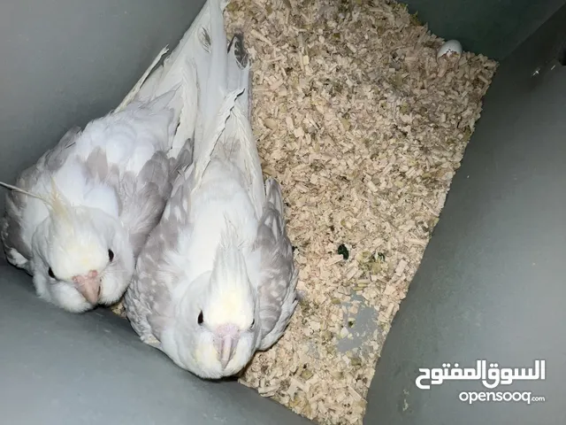 متاح زوج كوكتيل وايت فيس كريمي هيڤي بايد منتج وأول خيرهم وهذا انتاجه الماضي ..