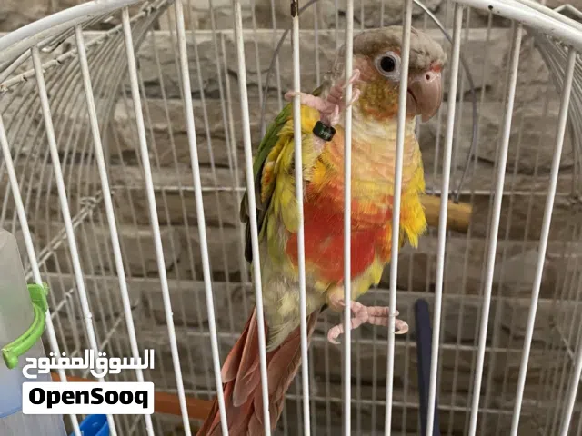 بببغاء كينور اناناس