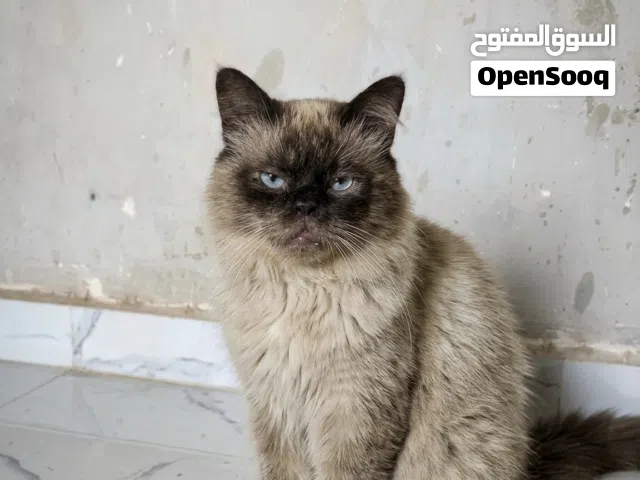 قطوس الله يبارك بسم الله مشاء الله افاري بكلب او بيع مدابيا افاري