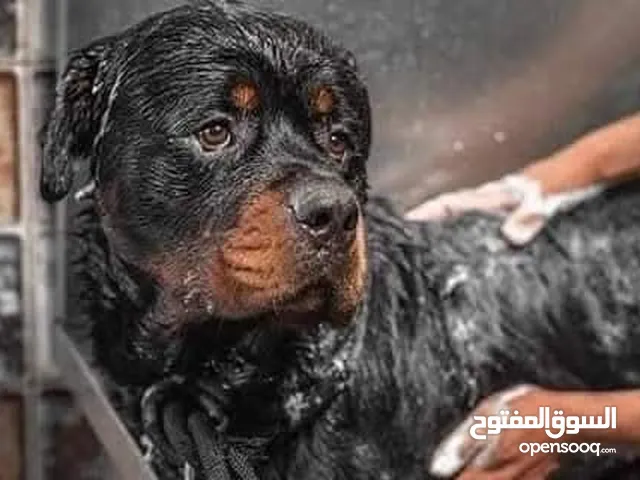تحميم جميع أنواع الكلاب .. Grooming