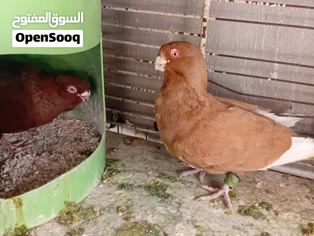 3 جواز الصلاه ع النبي