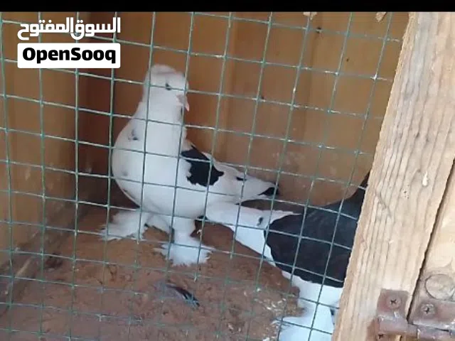 2كوبيات بخاريات للبيع طرابلس سوق الجمعة السعر150 الكوبيتين